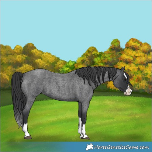 Horse Color:Blue Roan Splash 