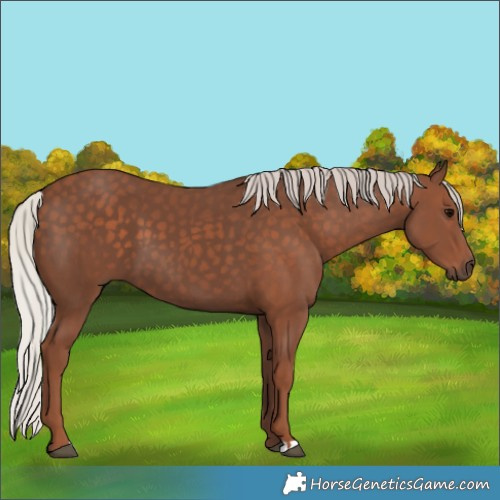 Horse Color:Silver Black 