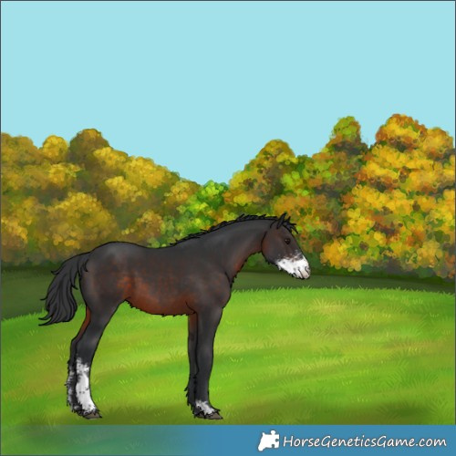 Horse Color:Brown Sabino