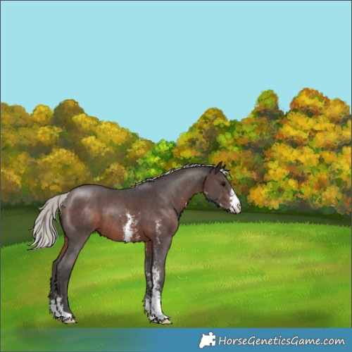 Horse Color:Silver Brown Sabino 