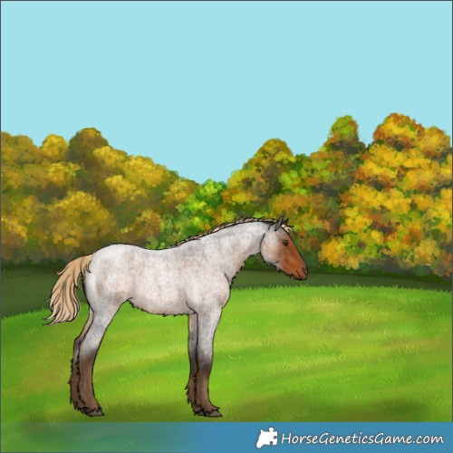 Horse Color:Chocolate Palomino Roan