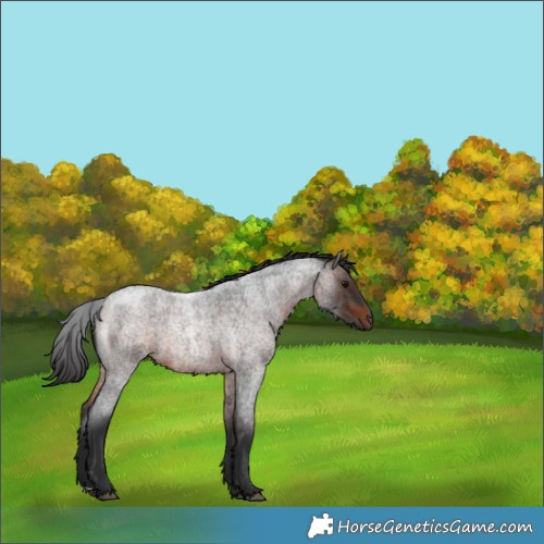 Horse Color:Brown Roan 