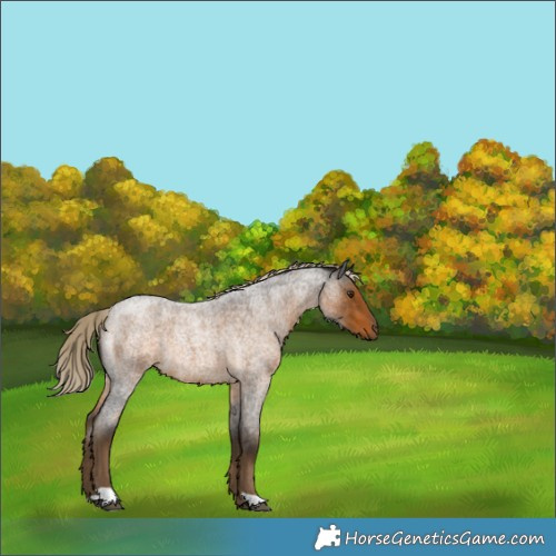 Horse Color:Chocolate Palomino Roan 