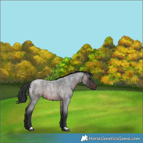 Horse Color:Brown Roan 