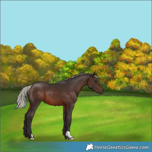 Horse Color:Silver Brown 
