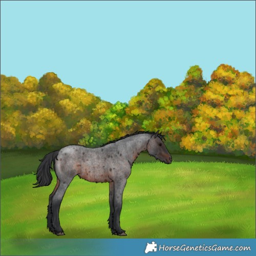 Horse Color:Brown Roan 