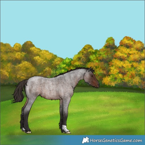 Horse Color:Liver Red Roan 