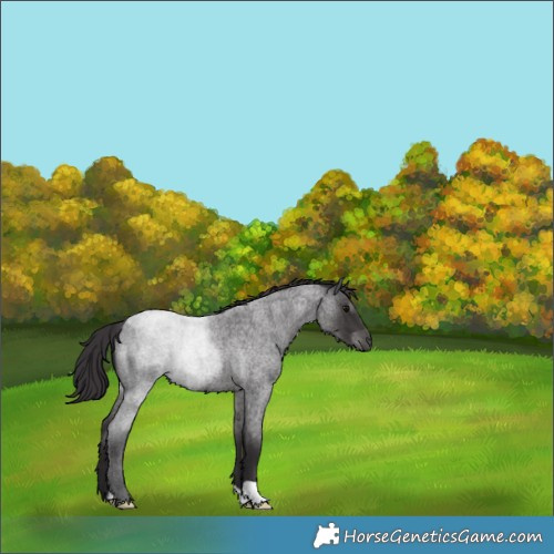Horse Color:Smoky Blue Roan 