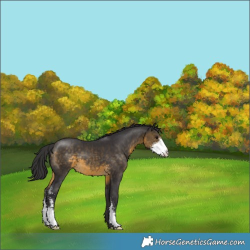 Horse Color:Buckskin Sabino 