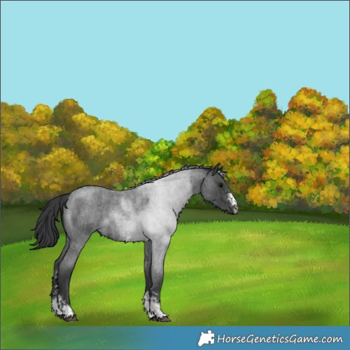 Horse Color:Blue Roan Sabino 