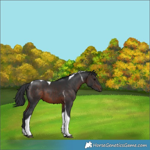 Horse Color:Brown Tobiano 