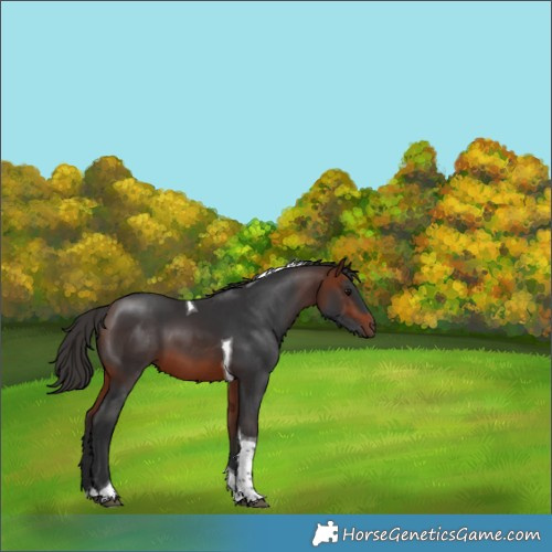 Horse Color:Bay Tobiano 