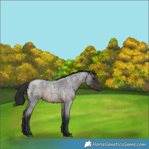 Horse Color:Brown Roan 