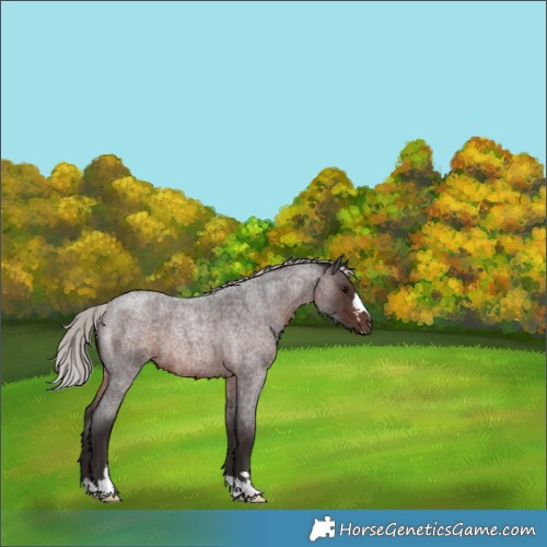 Horse Color:Silver Brown Roan 