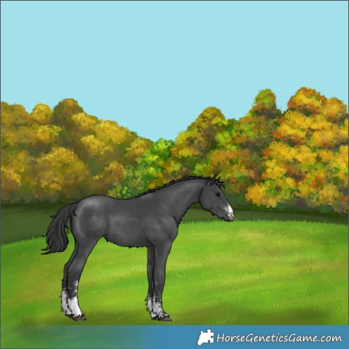 Horse Color:Black Sabino 