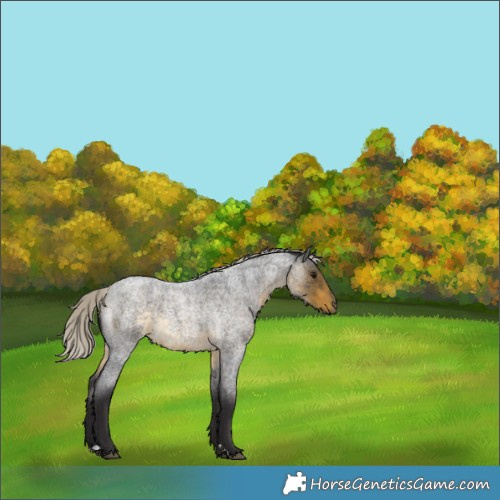 Horse Color:Silver Buckskin Roan 