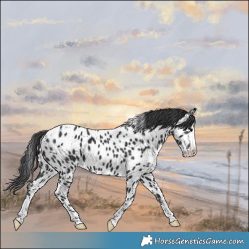Horse Color:Black Appaloosa