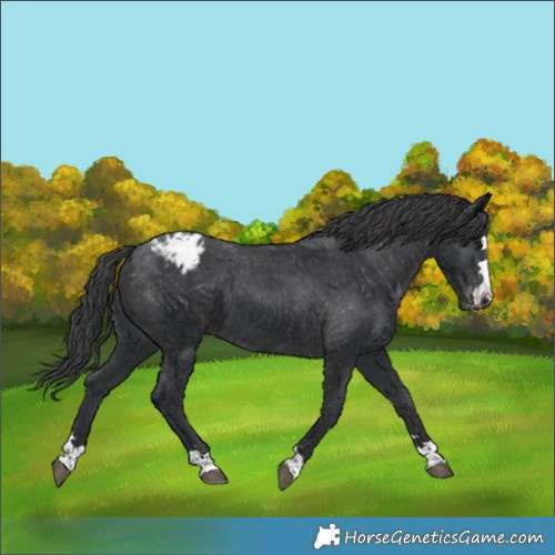 Horse Color:Black Appaloosa 