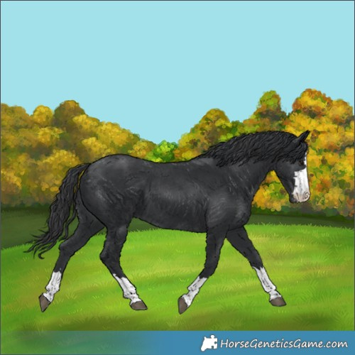 Horse Color:Black Appaloosa 