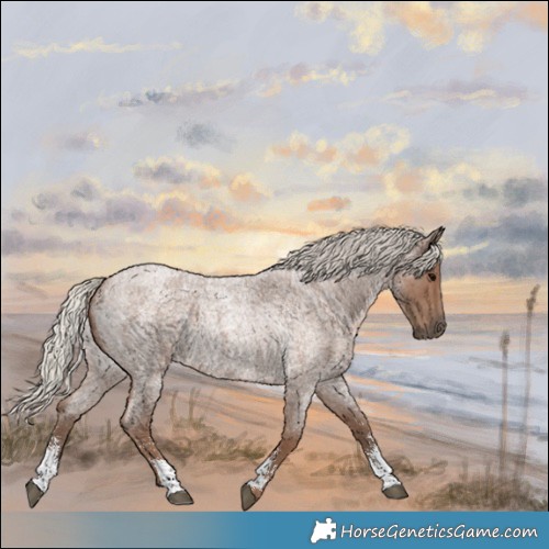 Horse Color:Silver Blue Roan Sabino 