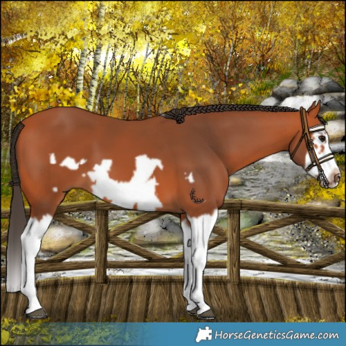Horse Color:Bay Splash Frame 