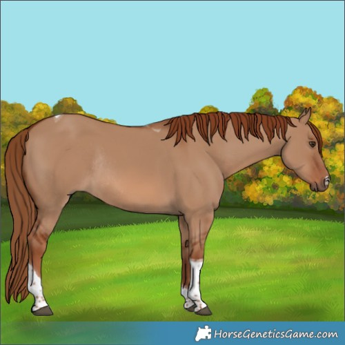 Horse Color:Red Dun Tobiano Rabicano 