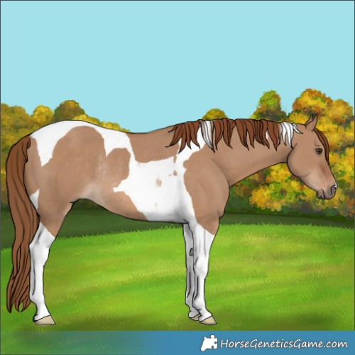 Horse Color:Red Dun Tobiano Rabicano 