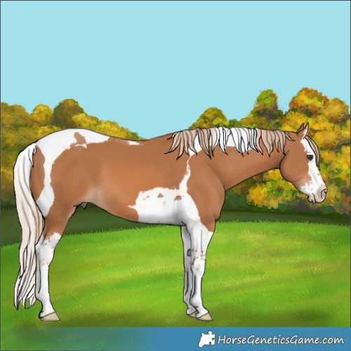 Horse Color:Chestnut Splash Tobiano