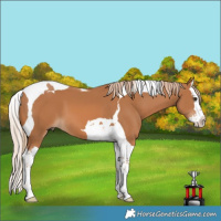 Horse Color:Chestnut Splash Tobiano