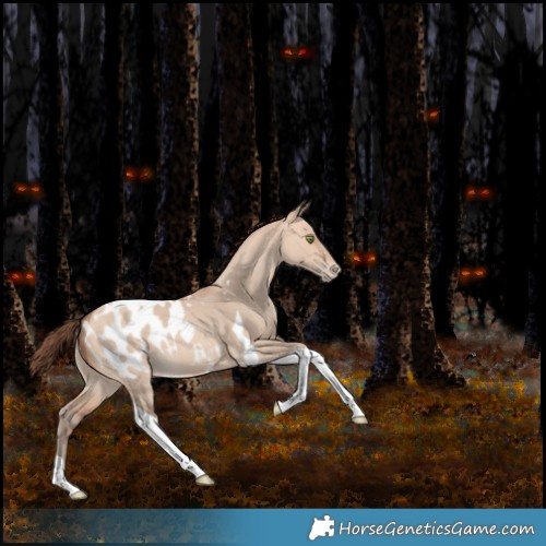 Horse Color:Amber Champagne Dun Tobiano Appaloosa