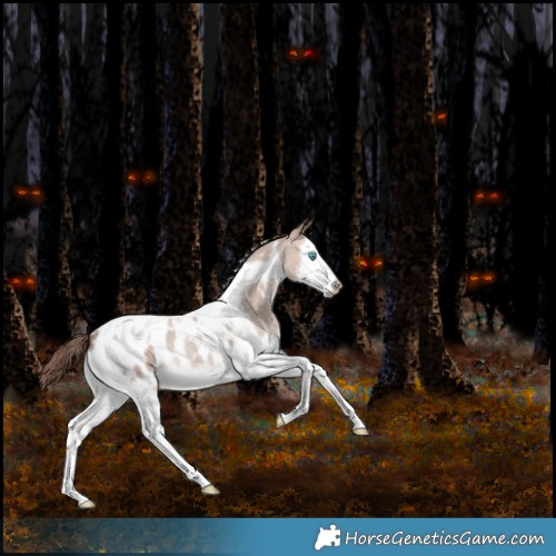 Horse Color:Amber Champagne Dun Mushroom Splash Tobiano Appaloosa Rabicano