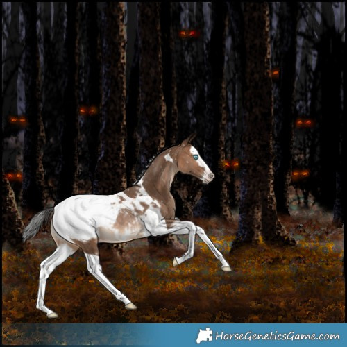 Horse Color:Gray Amber Champagne Splash Tobiano Appaloosa Rabicano