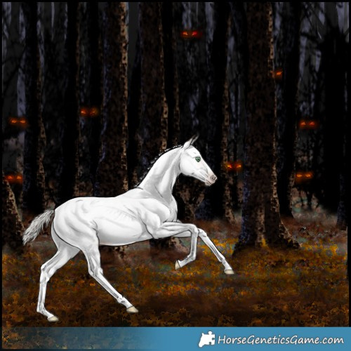 Horse Color:Gray White Spotted Silver Classic Champagne Dun Splash Tobiano Appaloosa Rabicano 