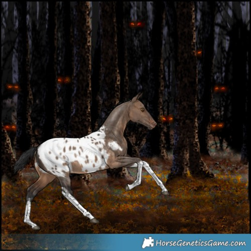 Horse Color:White Spotted Bay Dun Tobiano Appaloosa Rabicano