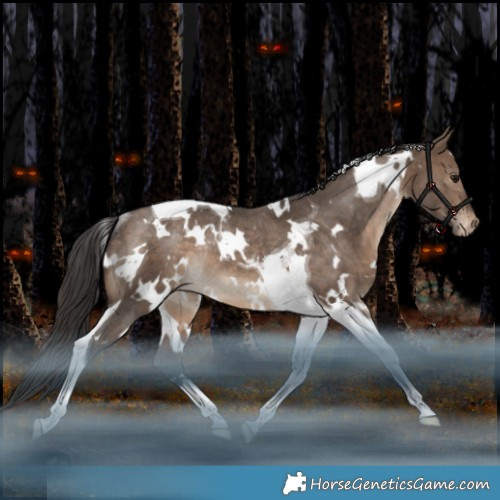 Horse Color:White Spotted Bay Dun Tobiano Appaloosa Rabicano