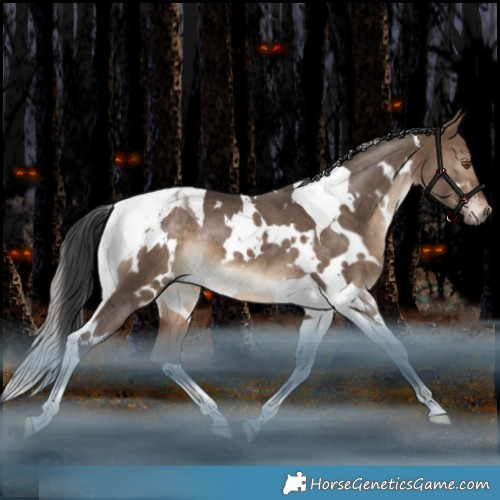 Horse Color:White Spotted Bay Dun Tobiano Rabicano 