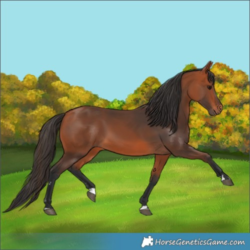 Horse Color:Bay 