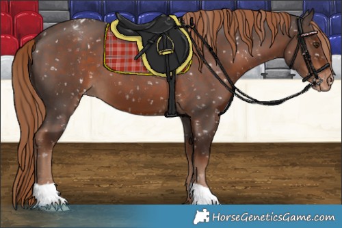 Horse Color:Liver Chestnut Appaloosa 