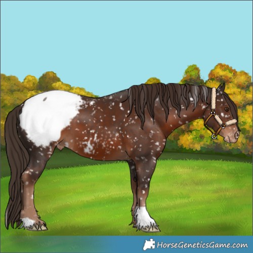 Horse Color:Liver Chestnut Appaloosa 