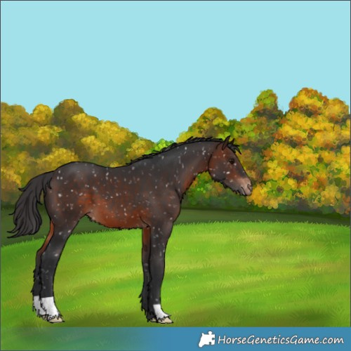 Horse Color:Brown Appaloosa 