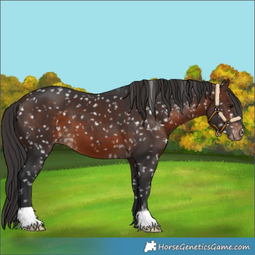 Horse Color:Brown Snowflake Varnish
