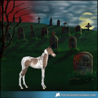 Horse Color:Brown Dun Tobiano Rabicano
