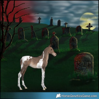 Horse Color:Bay Dun Tobiano Appaloosa Rabicano