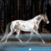 Horse Color:White Spotted Bay Dun Tobiano Snowflake Varnish Rabicano 