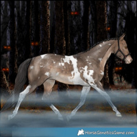 Horse Color:White Spotted Bay Dun Tobiano Varnish Rabicano