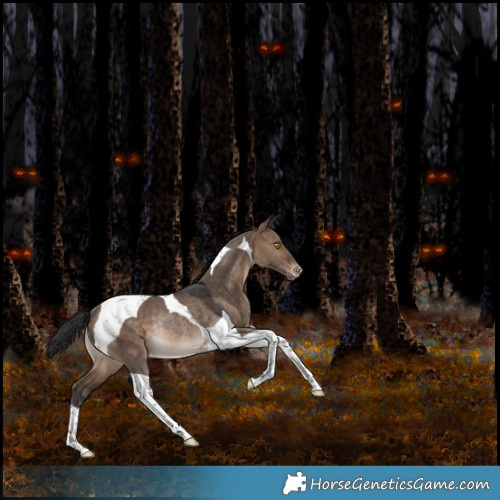 Horse Color:Bay Dun Tobiano Appaloosa Rabicano 