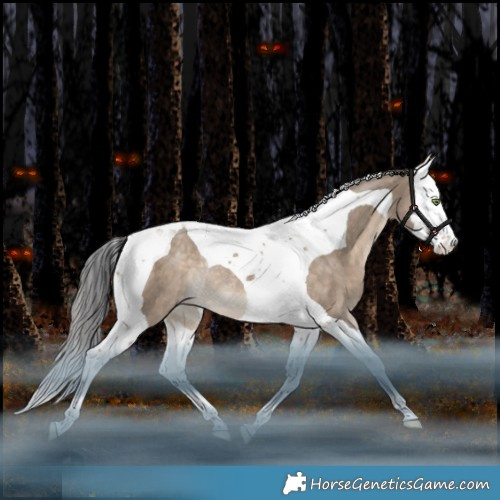 Horse Color:Bay Dun Splash Tobiano Appaloosa Rabicano 