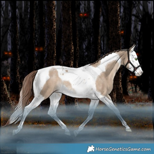 Horse Color:Liver Red Dun Splash Tobiano Appaloosa Rabicano 