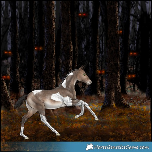 Horse Color:Bay Dun Tobiano Rabicano 