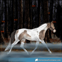 Horse Color:Bay Dun Tobiano Appaloosa Rabicano